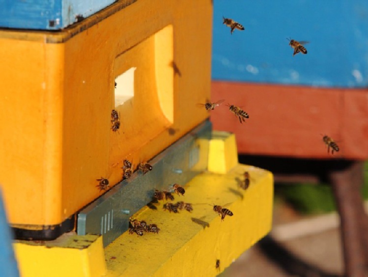 Spolana z grupy Unipetrol ma pszczelą pasiekę